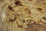 Polished Oligocene Petrified Wood (Pinus) - Australia #247835-1
